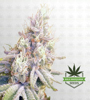 Skunk Glue Feminized Marijuana Seeds image