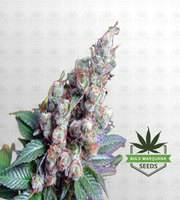 NYC Diesel Feminized Marijuana Seeds image