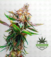 Strawberry Feminized Marijuana Seeds image