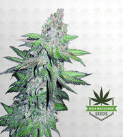 Train Wreck Autoflower Marijuana Seeds image