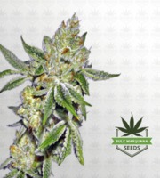 Lemon Diesel Feminized Marijuana Seeds image