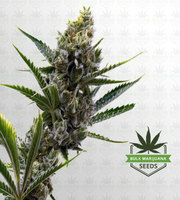 Nicole Kush Feminized Marijuana Seeds image