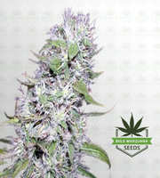 Hawaiian Skunk Autoflower Marijuana Seeds image