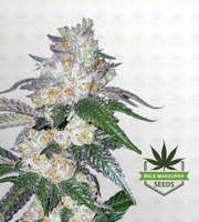 Rock Candy Feminized Marijuana Seeds image