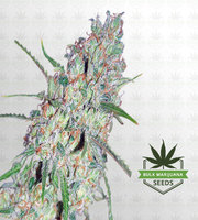Super Sour Diesel Autoflower Marijuana Seeds image