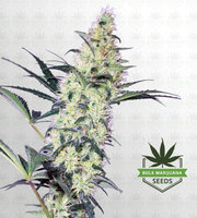 Purple Kush Feminized Marijuana Seeds image