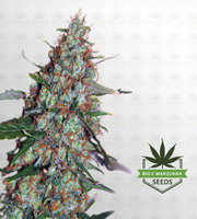 Thai Autoflower Marijuana Seeds image