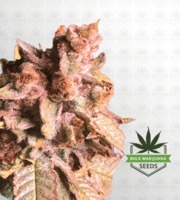 The Big Dirty Hybrid Marijuana Seeds image