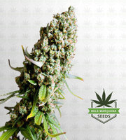 Super Skunk Feminized Marijuana Seeds image