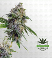 Kush XL Autoflower Marijuana Seeds image