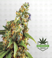 Hawaiian Gold Autoflower Marijuana Seeds image