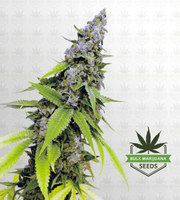 Strawberry Cough Feminized Marijuana Seeds image