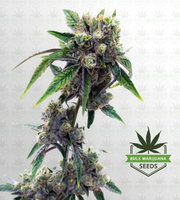 Snow Ripper Feminized Marijuana Seeds image