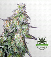 Santa Maria Feminized Marijuana Seeds image