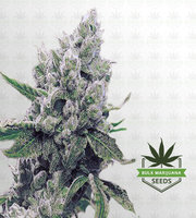 MotherĀ?s Milk Feminized Marijuana Seeds image