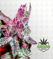 Pink Runtz Autoflower Marijuana Seeds image