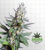 OG Kush Fast Version Marijuana Seeds image