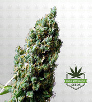 Sour Grape Feminized Marijuana Seeds image