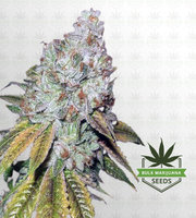 OG Kush Feminized Marijuana Seeds image