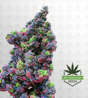 Rainbow Haze Feminized Marijuana Seeds image