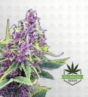 Ultra Violet OG Feminized Marijuana Seeds image