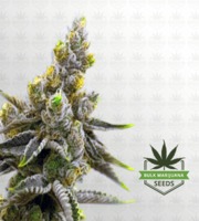 Kali Mist Feminized Marijuana Seeds image