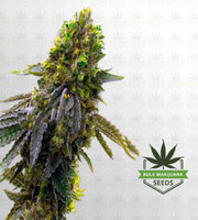 Shishkaberry Punch Feminized Marijuana Seeds image