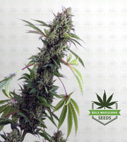 Pineapple Express Autoflower Marijuana Seeds image