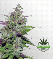 Purple Punch Feminized Marijuana Seeds image
