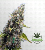 Strawberry Kush Autoflower Marijuana Seeds image