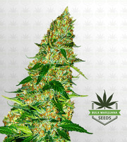 Northern Lights Regular Marijuana Seeds image