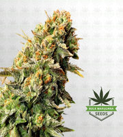 Sour OG Feminized Marijuana Seeds image