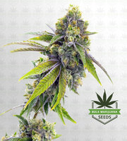 Somango Feminized Marijuana Seeds image