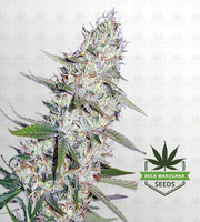 Power Plant Feminized Marijuana Seeds image