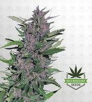 Pure Indica Feminized Marijuana Seeds image