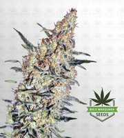 Nevilles Haze Feminized Marijuana Seeds image