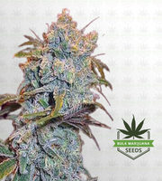 Tropic Thunder Feminized Marijuana Seeds image