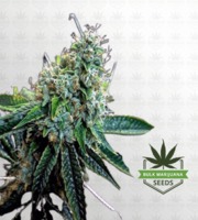 True OG Feminized Marijuana Seeds image