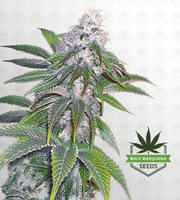 Sour Diesel Feminized Marijuana Seeds image
