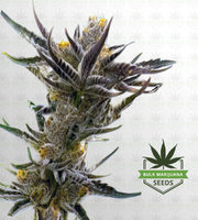 Shishkaberry Kush Feminized Marijuana Seeds image