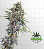 Moby Dick Feminized Marijuana Seeds image