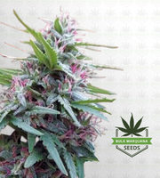 Panama Feminized Marijuana Seeds image