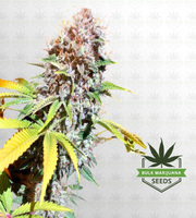 Ingrid Fast Version Marijuana Seeds image