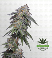 Tuna Regular Marijuana Seeds image