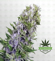 Purple Martian Kush Autoflower Marijuana Seeds image