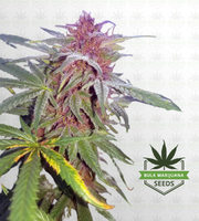 Pink Panther Fast Version Marijuana Seeds image