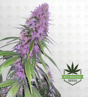 Mendo Breath Autoflower Marijuana Seeds image