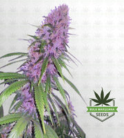 Mendo Breath Autoflower Marijuana Seeds image