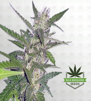 Spider Kush Autoflower Marijuana Seeds image