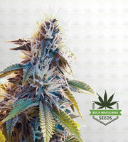 White Caps Autoflower Marijuana Seeds image